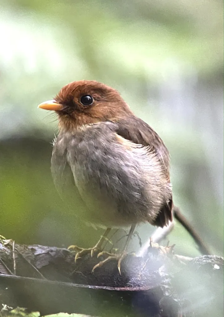 巾冠蚁鸫(Grallaricula cucullata)