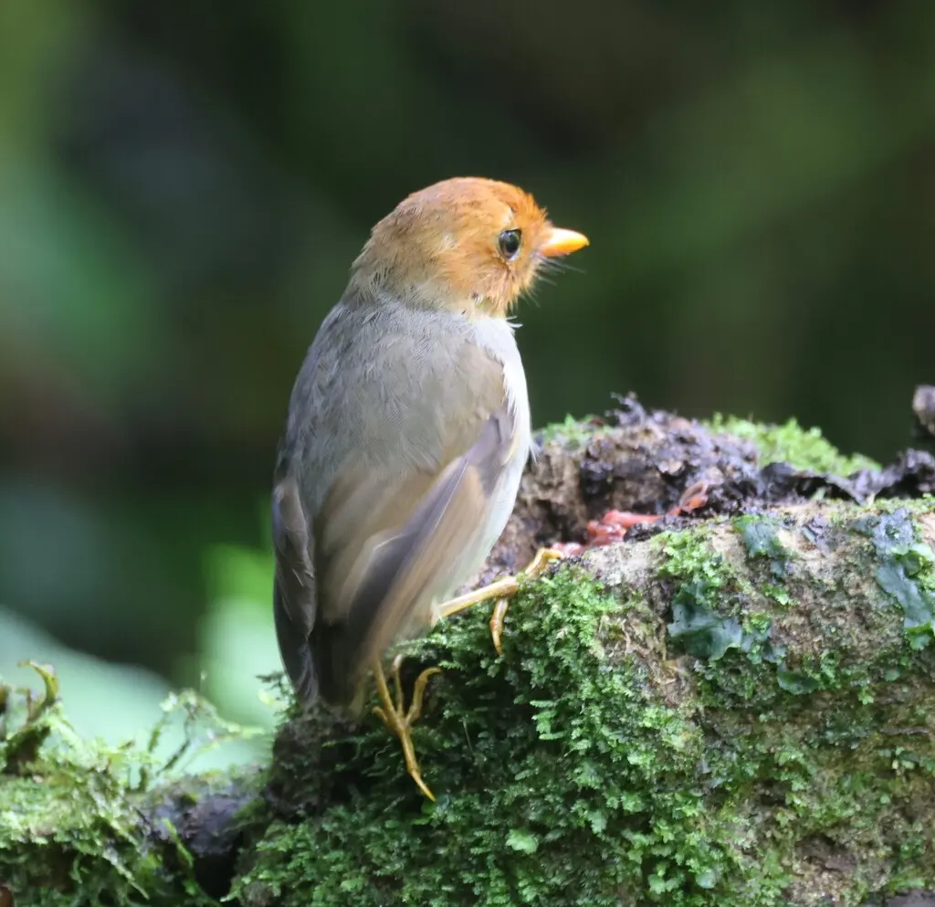 巾冠蚁鸫(Grallaricula cucullata)