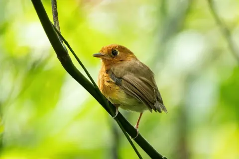 锈胸蚁鸫