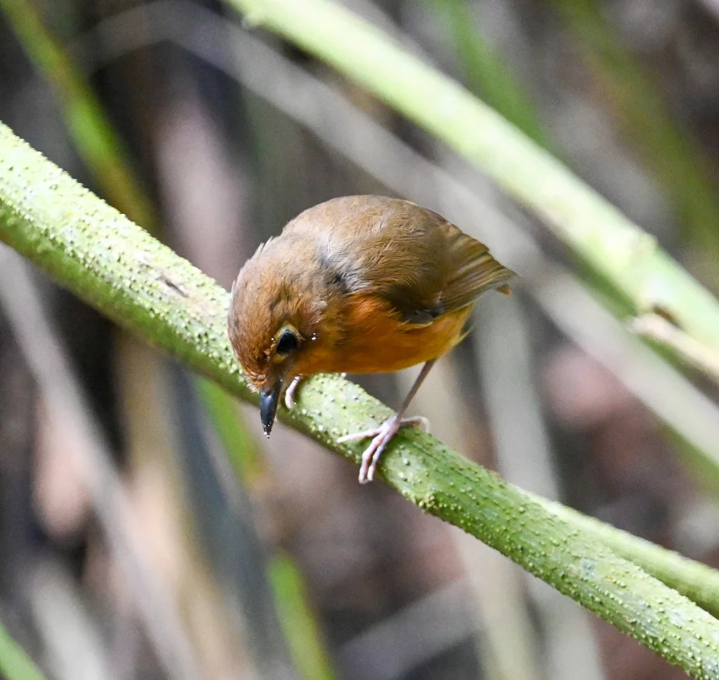 锈胸蚁鸫(Grallaricula ferrugineipectus)
