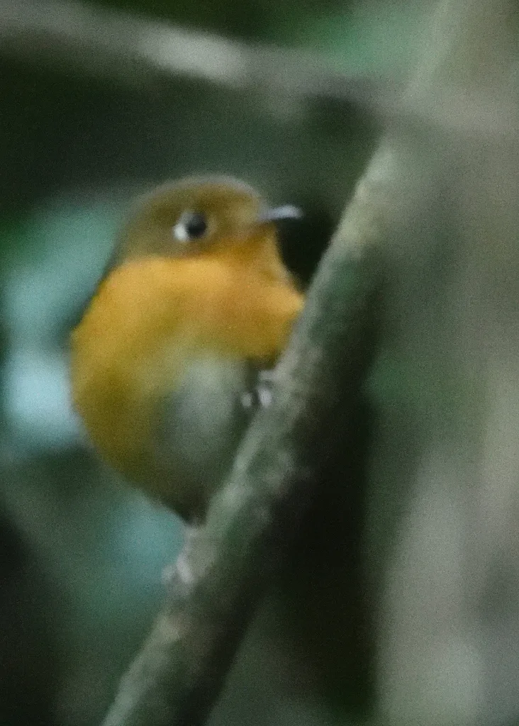 锈胸蚁鸫(Grallaricula ferrugineipectus)
