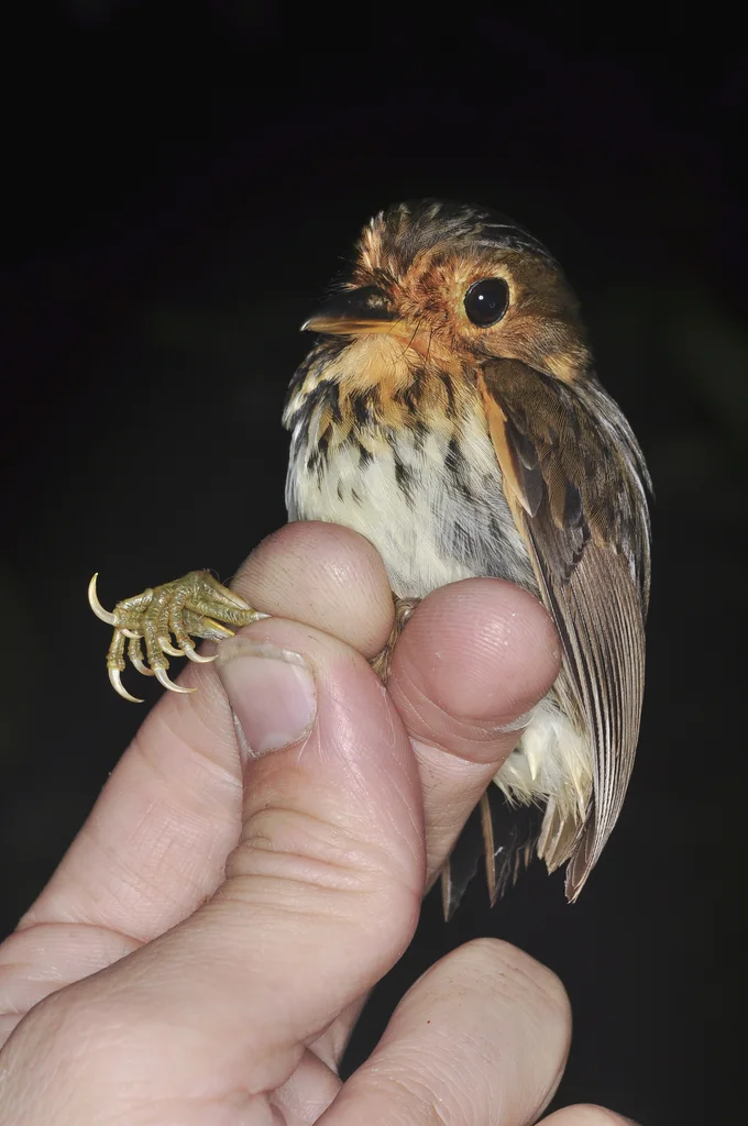 赭胸蚁鸫(Grallaricula flavirostris)