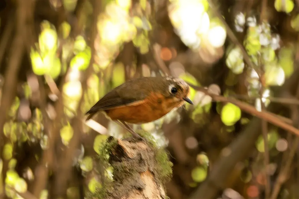 红褐胸蚁鸫(Grallaricula leymebambae)