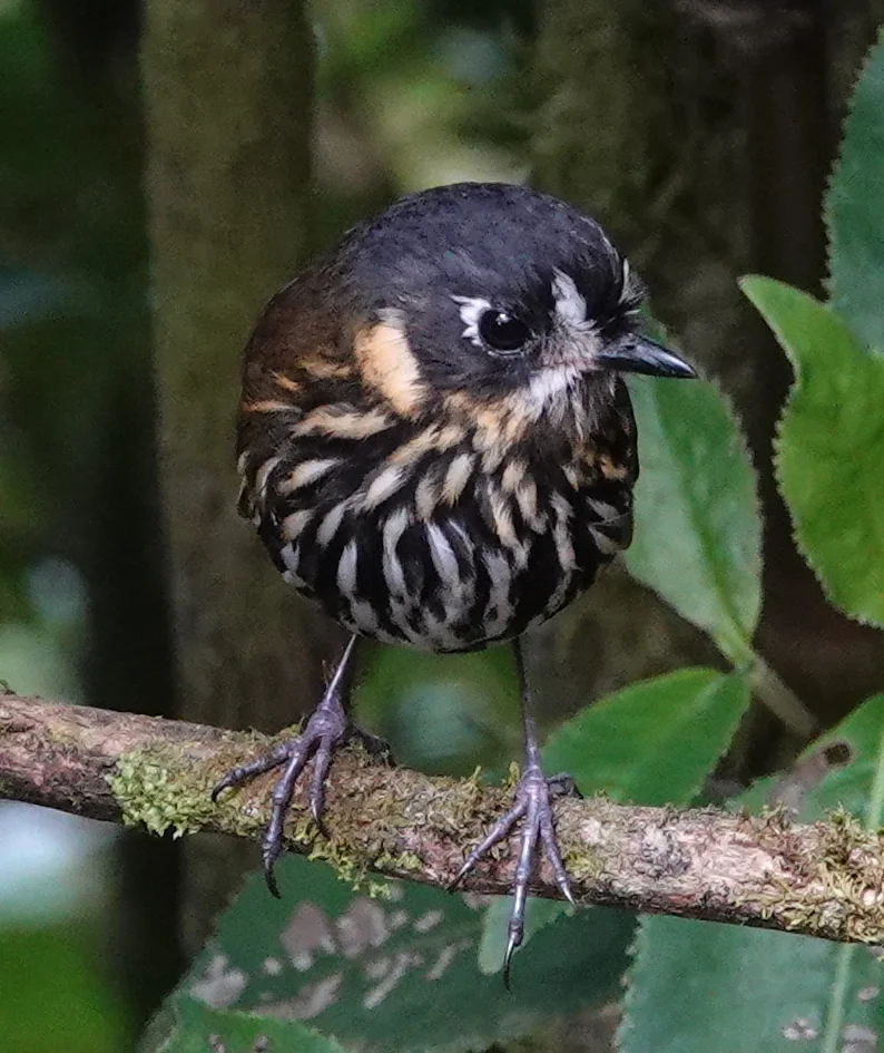 月脸蚁鸫(Grallaricula lineifrons)