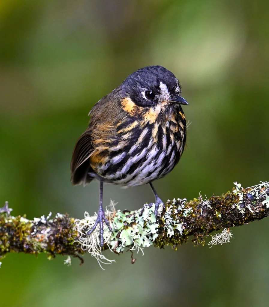 月脸蚁鸫(Grallaricula lineifrons)