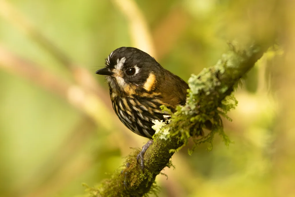 月脸蚁鸫(Grallaricula lineifrons)