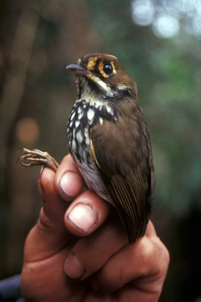 秘鲁蚁鸫(Grallaricula peruviana)