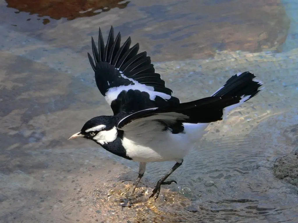 鹊鹩(Grallina cyanoleuca)
