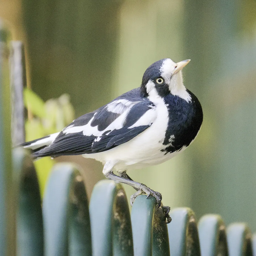 鹊鹩(Grallina cyanoleuca)