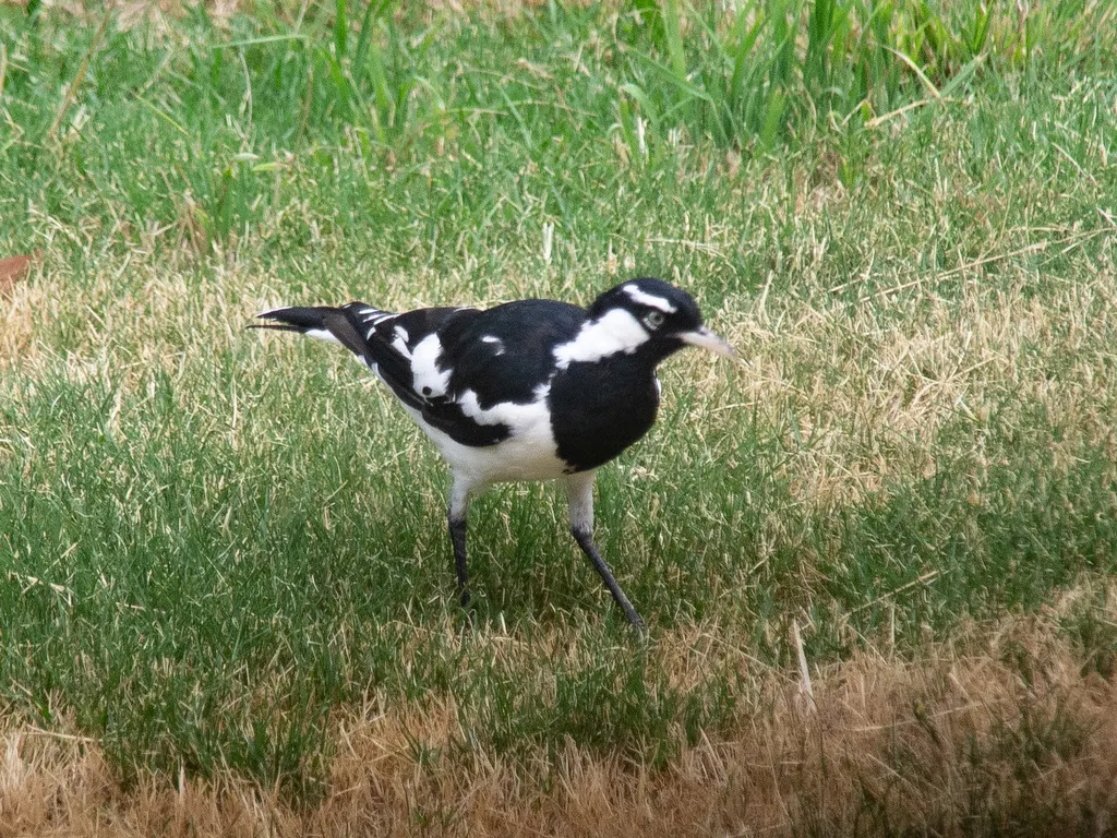 鹊鹩(Grallina cyanoleuca)