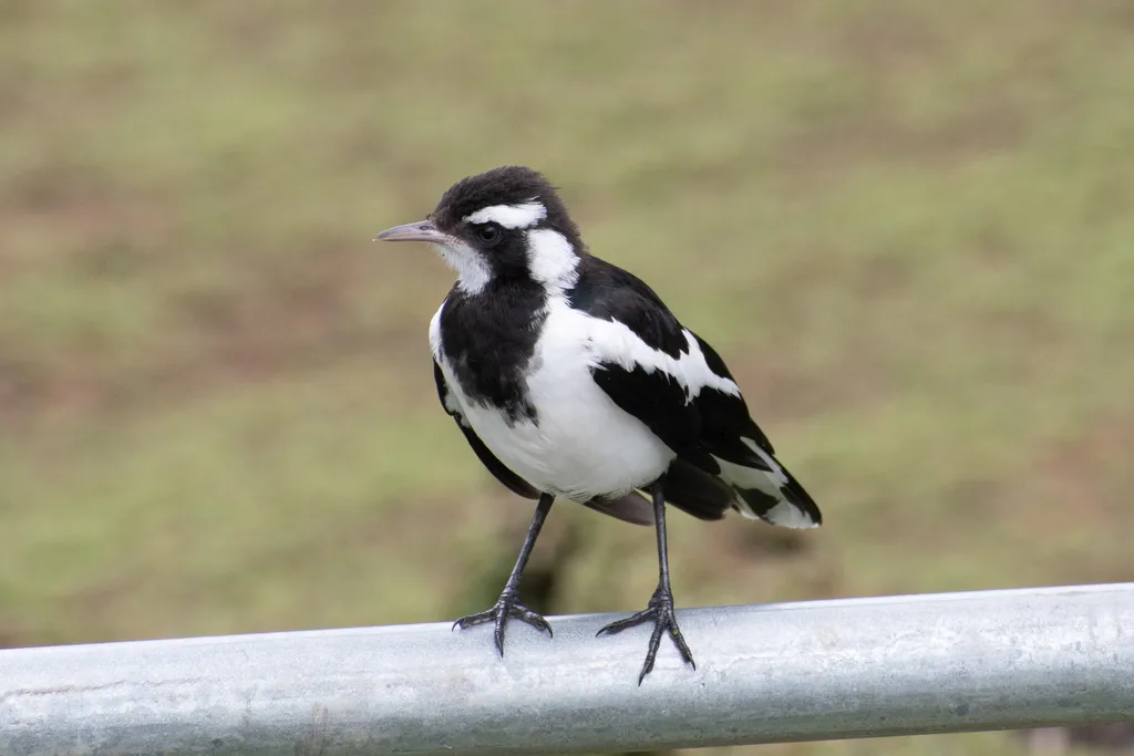 鹊鹩(Grallina cyanoleuca)