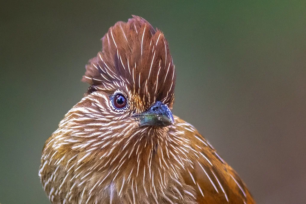 条纹噪鹛（Grammatoptila striata）
