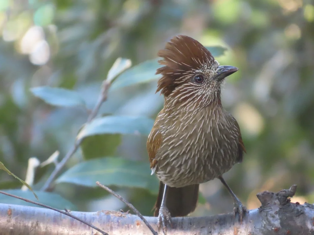 条纹噪鹛（Grammatoptila striata）