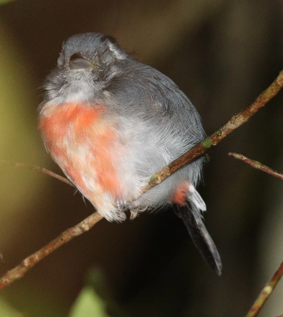 灰喉䳭莺(Granatellus sallaei)