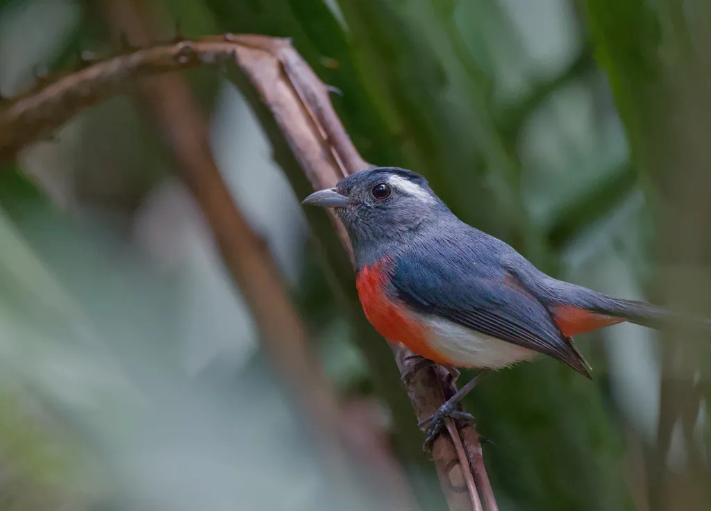 灰喉䳭莺(Granatellus sallaei)