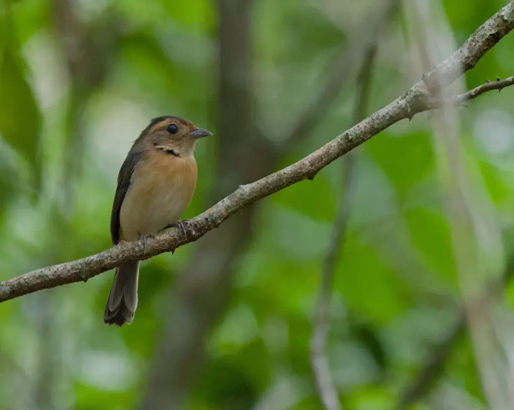 灰喉䳭莺(Granatellus sallaei)