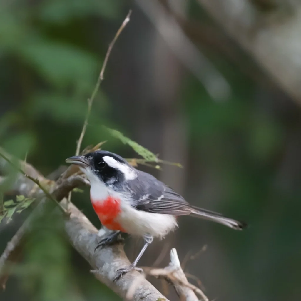 红胸䳭莺(Granatellus venustus)