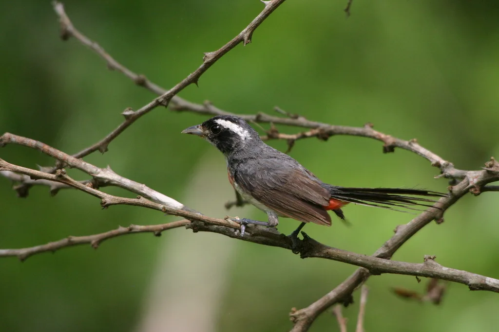 红胸䳭莺(Granatellus venustus)