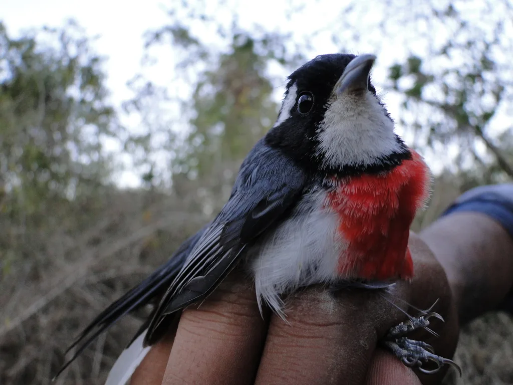 红胸䳭莺(Granatellus venustus)