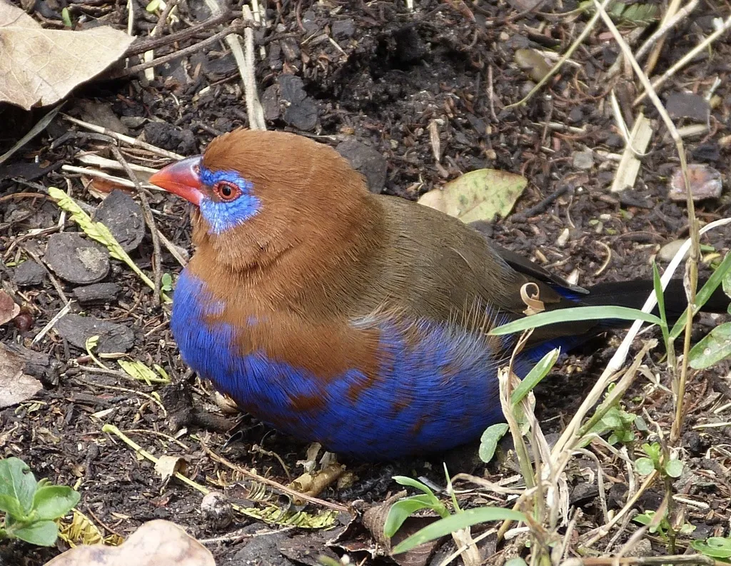 紫蓝饰雀(Granatina ianthinogaster)