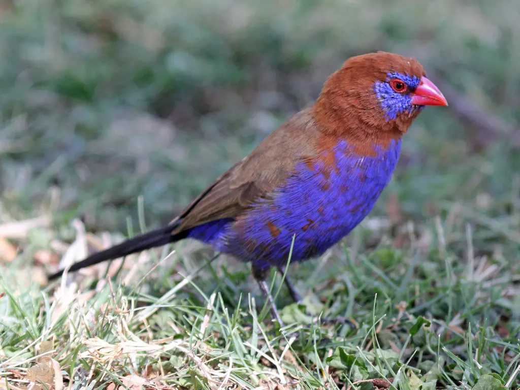 紫蓝饰雀(Granatina ianthinogaster)