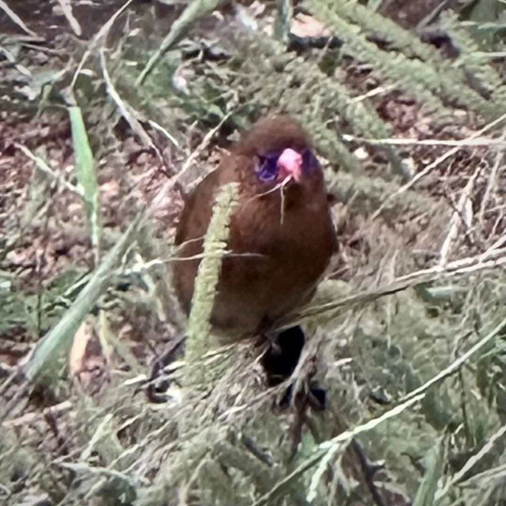 紫蓝饰雀(Granatina ianthinogaster)
