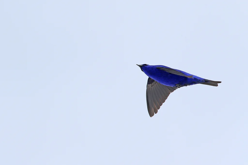 蓝大翅鸲(Grandala coelicolor)