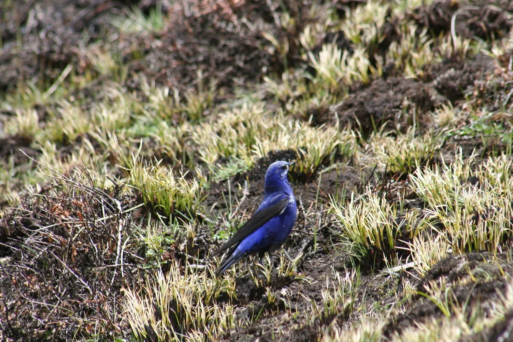蓝大翅鸲(Grandala coelicolor)