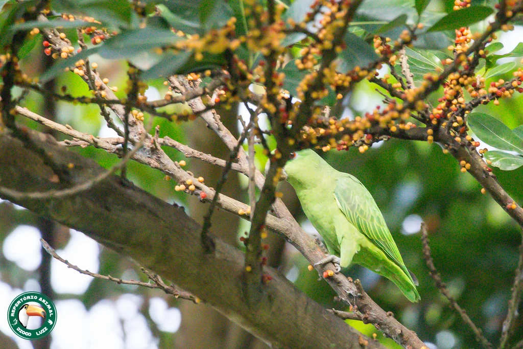 短尾鹦哥(Graydidascalus brachyurus)