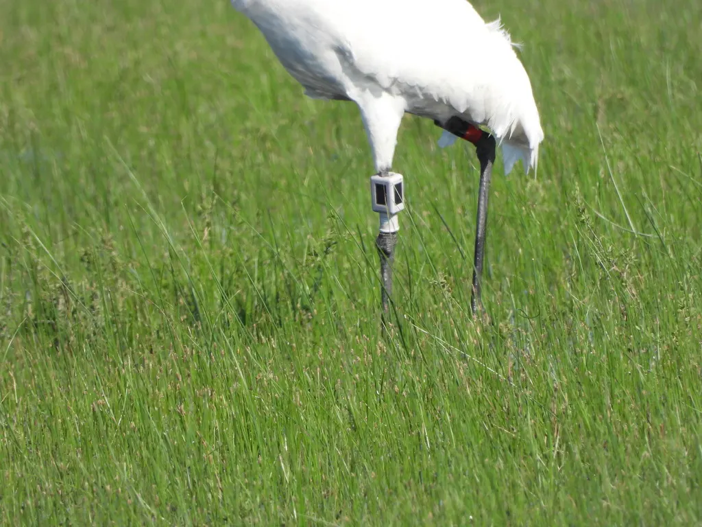 美洲鹤(Grus americana)