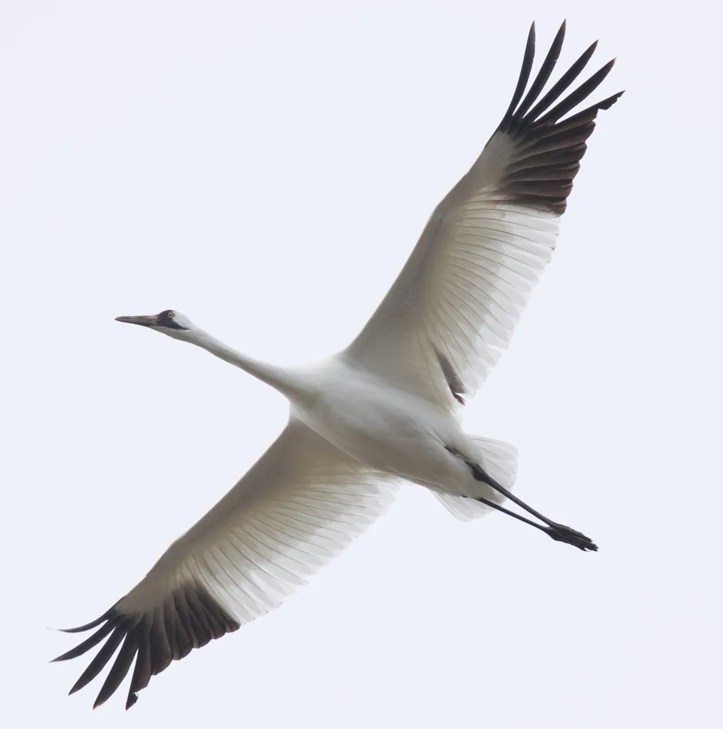 美洲鹤(Grus americana)