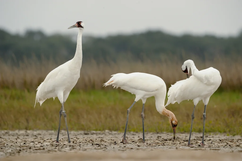 美洲鹤(Grus americana)