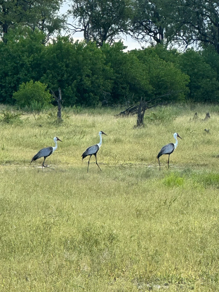 肉垂鹤(Grus carunculata)
