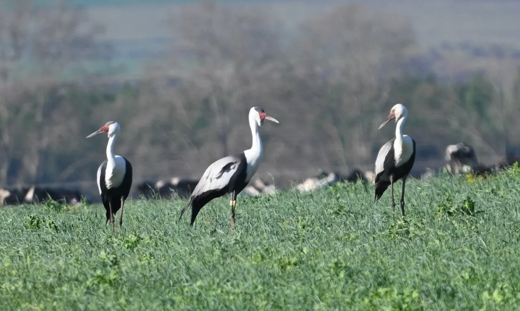 肉垂鹤(Grus carunculata)