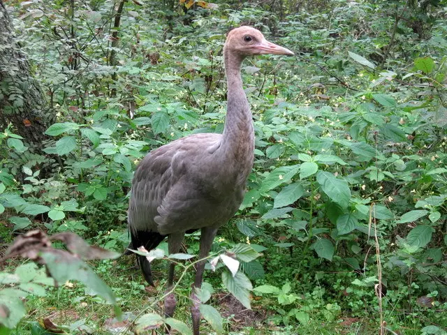 灰鹤(Grus grus)