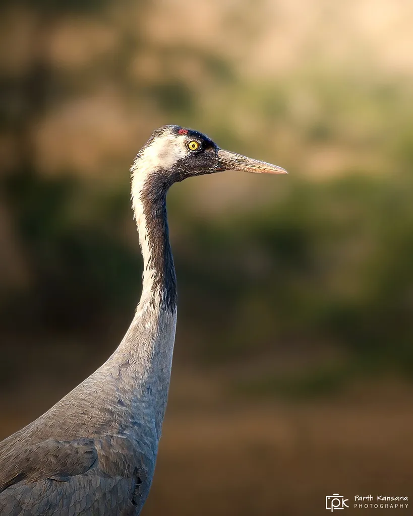 灰鹤(Grus grus)