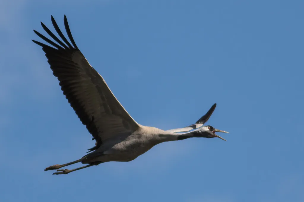 灰鹤(Grus grus)