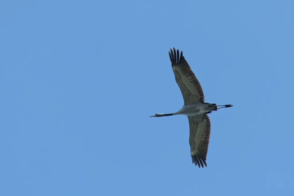灰鹤(Grus grus)