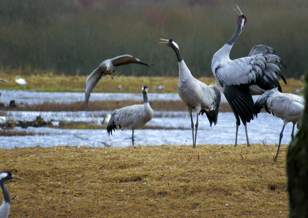 灰鹤(Grus grus)