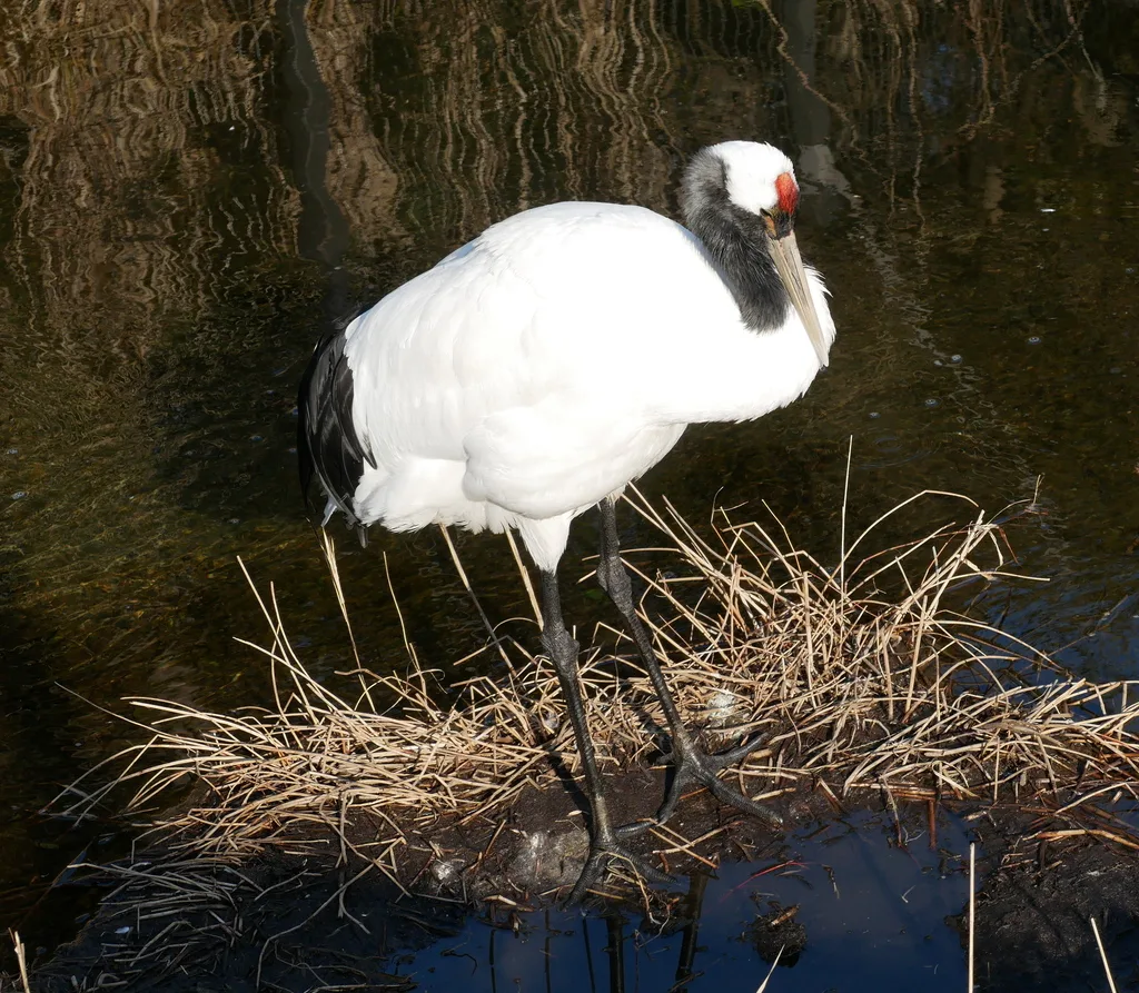 丹顶鹤(Grus japonensis)