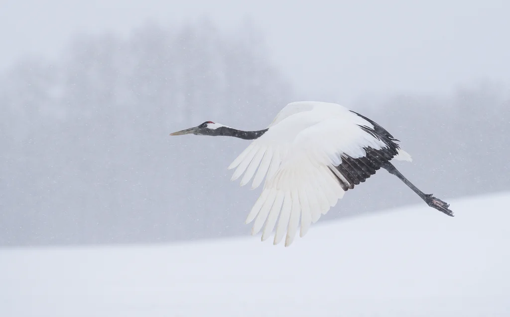 丹顶鹤(Grus japonensis)