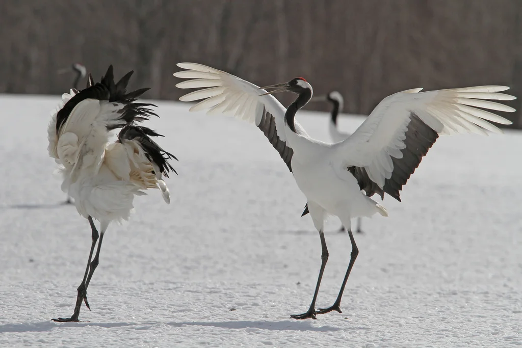 丹顶鹤(Grus japonensis)