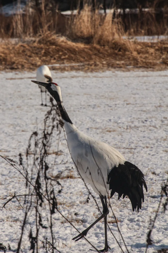 丹顶鹤(Grus japonensis)