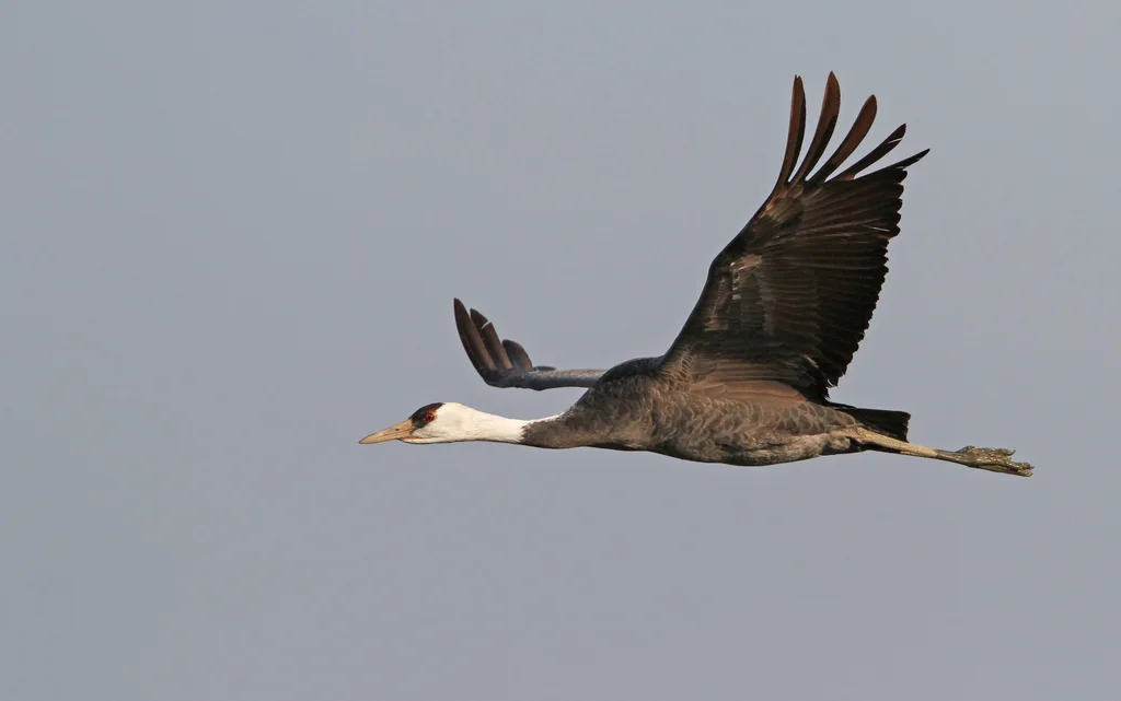 白头鹤(Grus monacha)