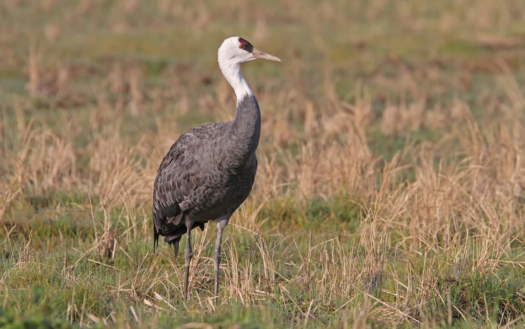 白头鹤(Grus monacha)