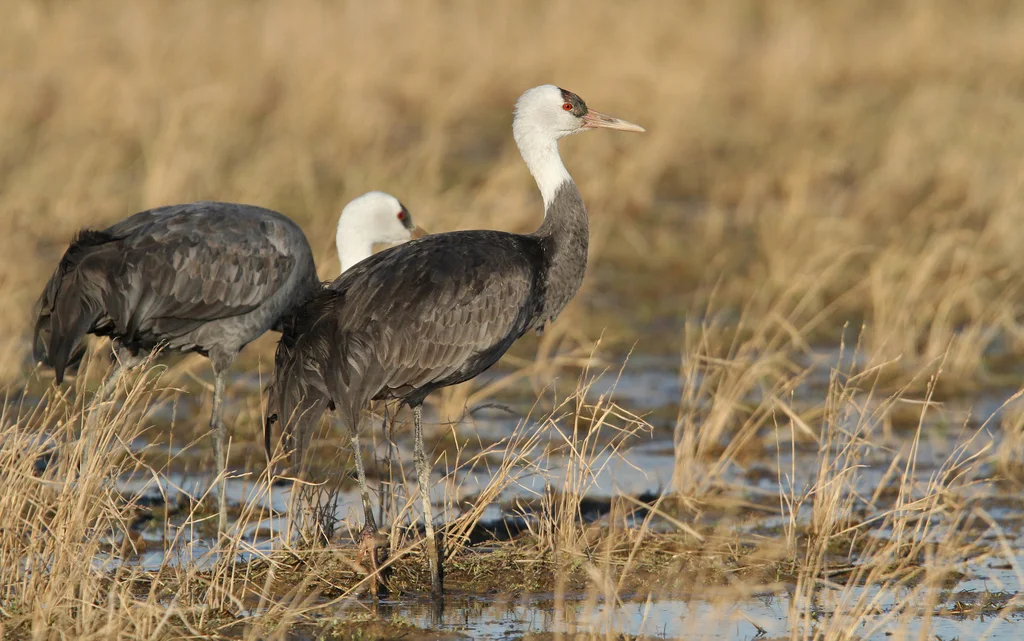 白头鹤(Grus monacha)