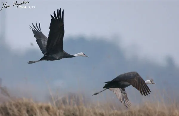 白头鹤(Grus monacha)