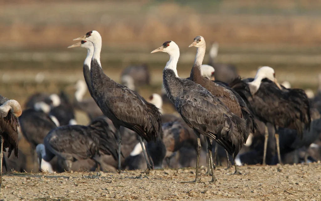 白头鹤(Grus monacha)