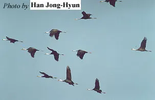 白头鹤(Grus monacha)