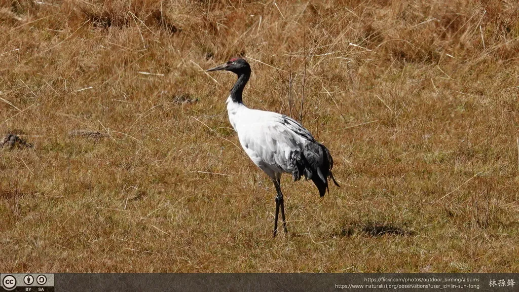 黑颈鹤(Grus nigricollis)